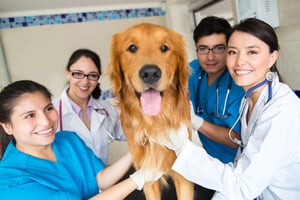 Group of doctors at the vet with a cute dog